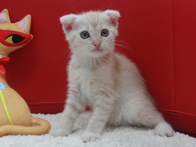 マンチカンの子猫画像