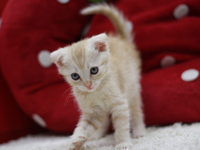 マンチカンの子猫画像