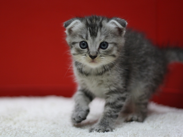 マンチカンの子猫画像