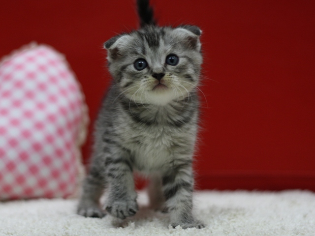 マンチカンの子猫画像