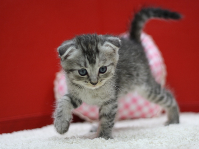 マンチカンの子猫画像