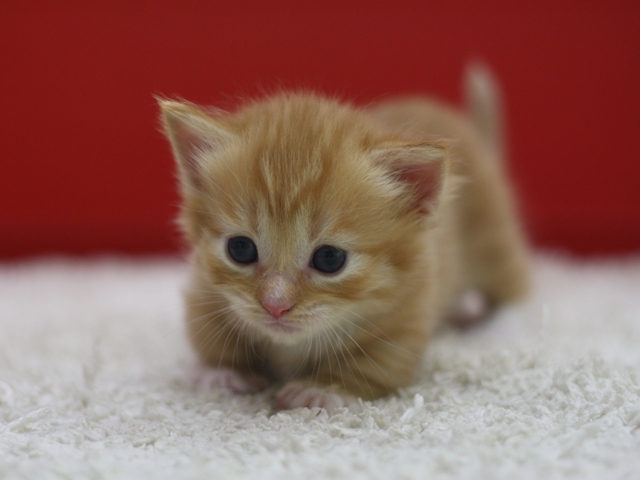 マンチカンの子猫画像