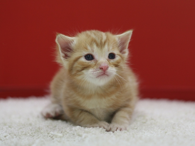 マンチカンの子猫画像