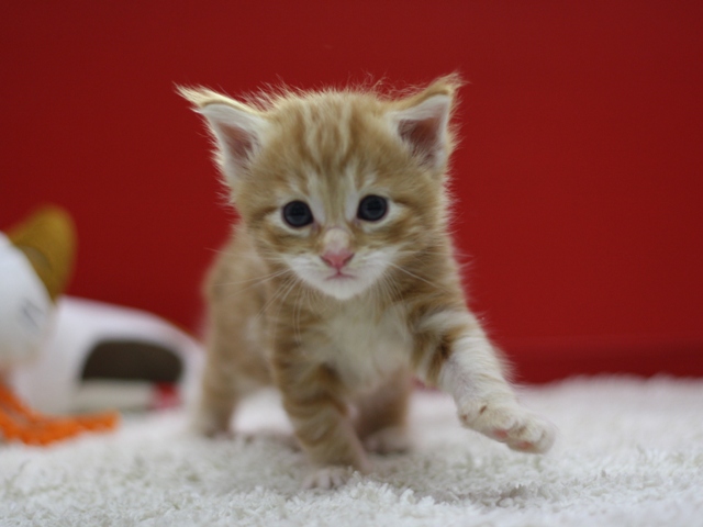 マンチカンの子猫画像