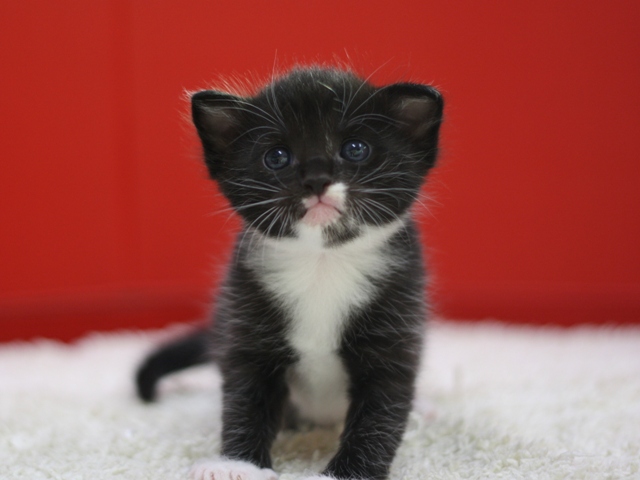 マンチカンの子猫画像