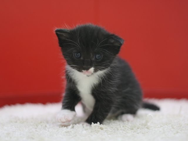 マンチカンの子猫画像