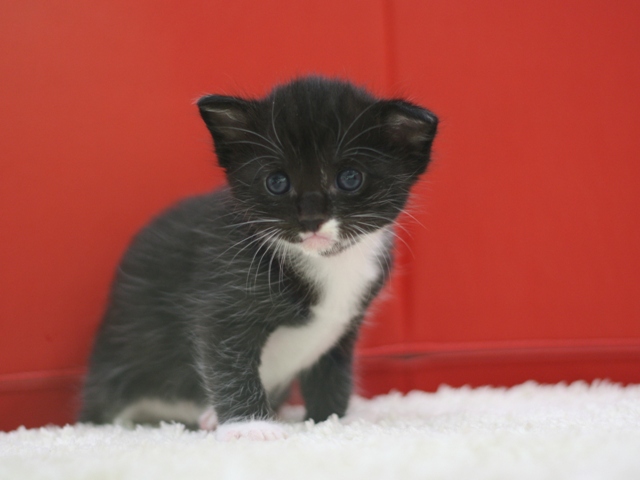 マンチカンの子猫画像