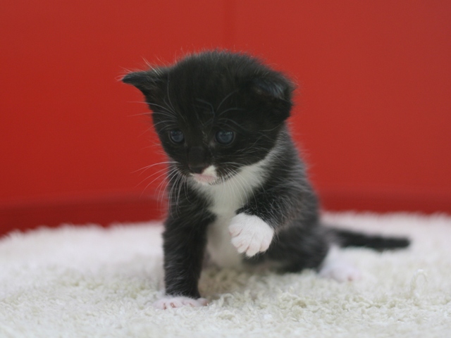 マンチカンの子猫画像