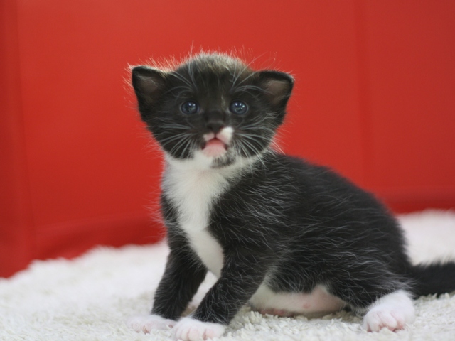 マンチカンの子猫画像