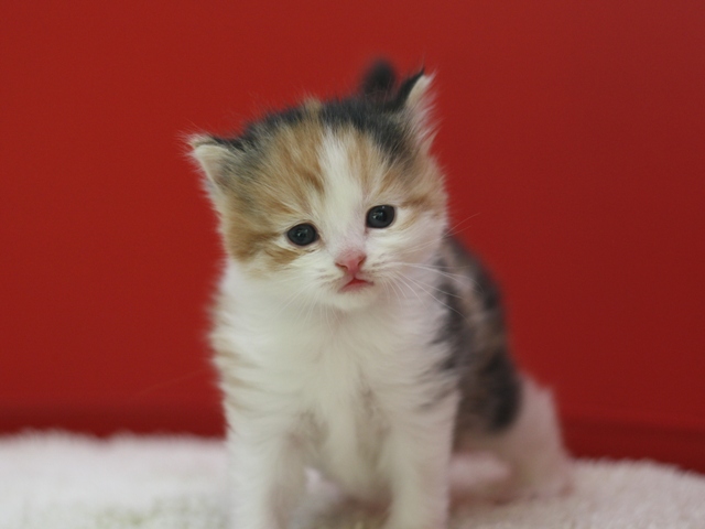 マンチカンの子猫画像