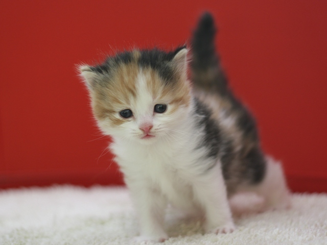 マンチカンの子猫画像