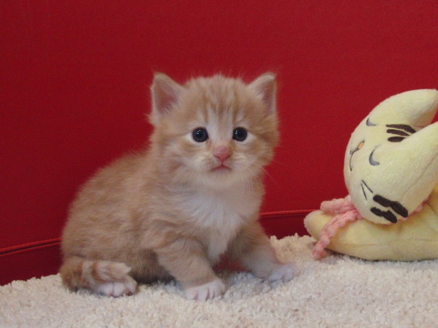 マンチカンの子猫画像