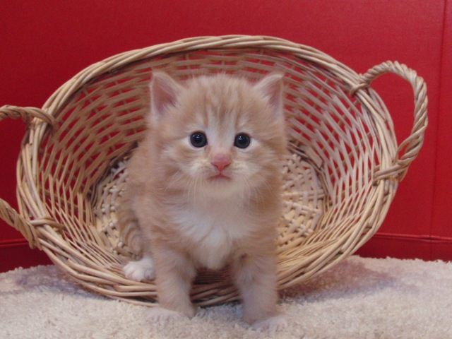 マンチカンの子猫画像