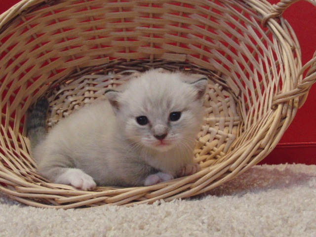 マンチカンの子猫画像