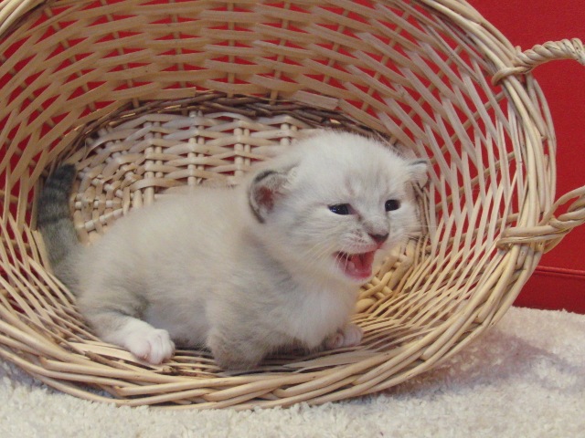 マンチカンの子猫画像