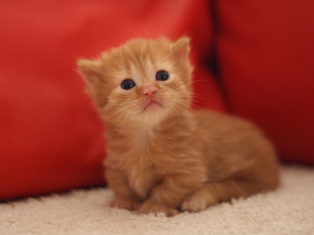 マンチカンの子猫画像