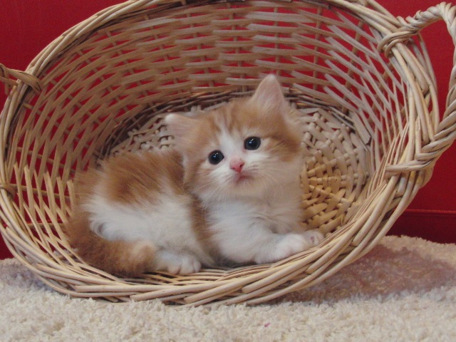 マンチカンの子猫画像