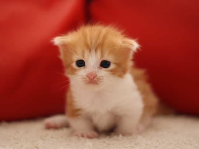 マンチカンの子猫画像