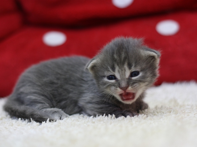 マンチカンの子猫画像