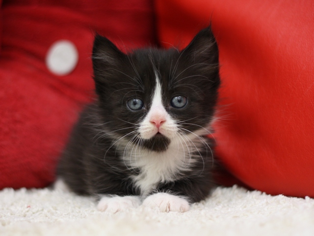 マンチカンの子猫画像