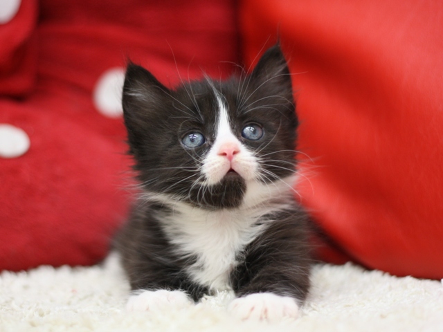 マンチカンの子猫画像