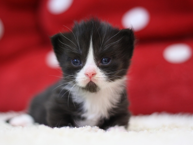 マンチカンの子猫画像