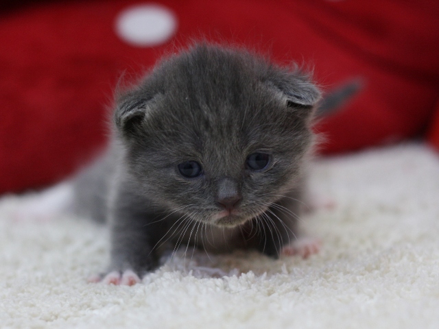 マンチカンの子猫画像