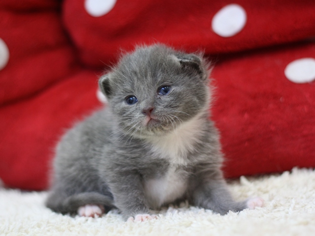 マンチカンの子猫画像