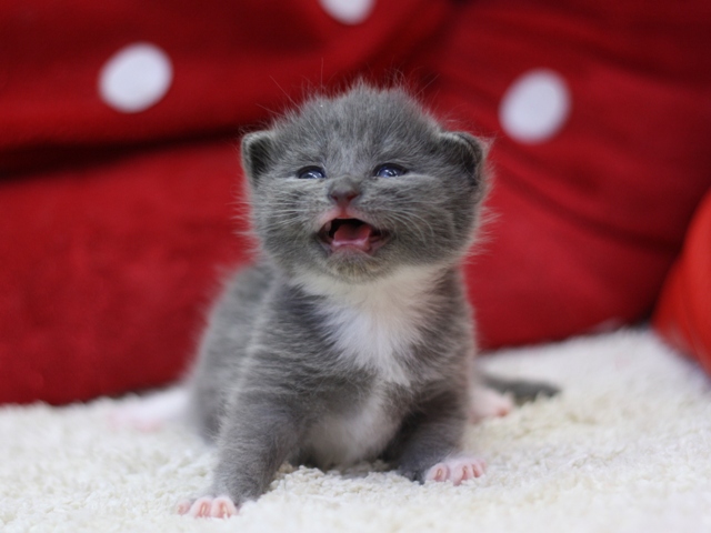 マンチカンの子猫画像