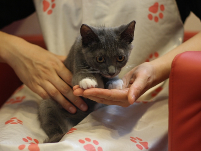 マンチカンの子猫画像