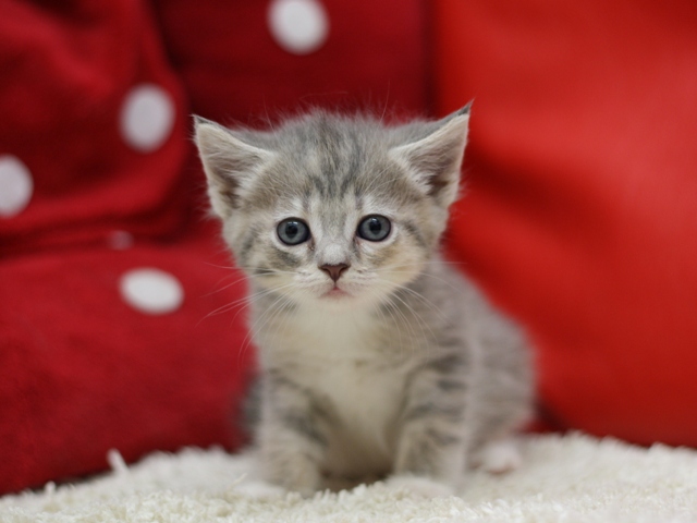 マンチカンの子猫画像