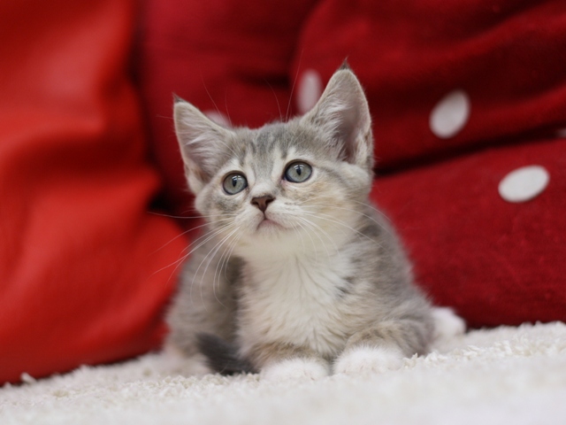 マンチカンの子猫画像