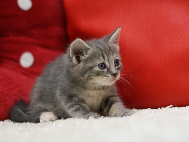 マンチカンの子猫画像