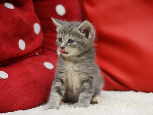 マンチカンの子猫画像