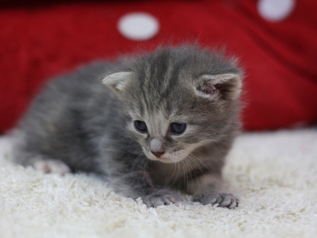 マンチカンの子猫画像