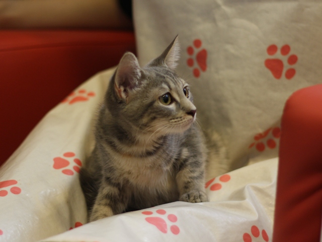 マンチカンの子猫画像