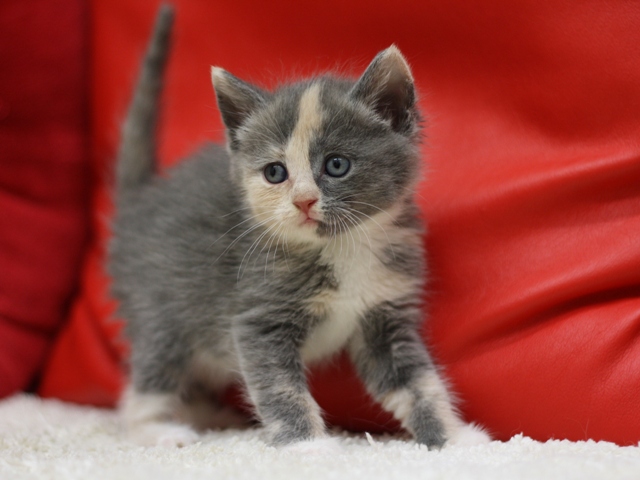 マンチカンの子猫画像