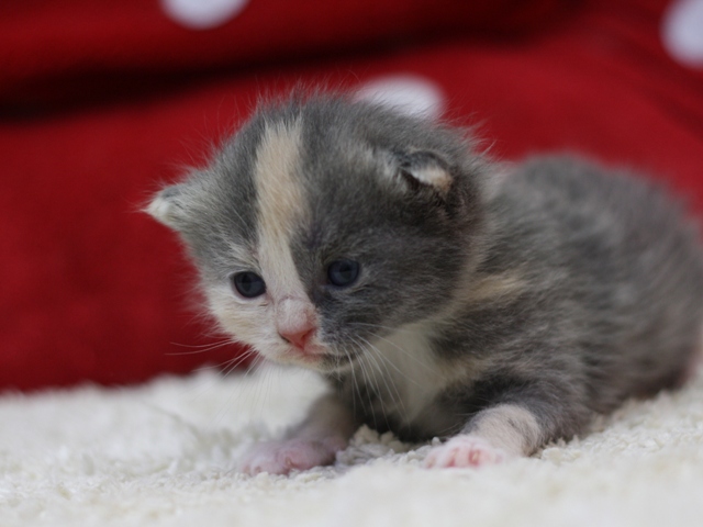 マンチカンの子猫画像