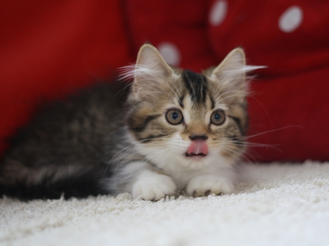 マンチカンの子猫画像