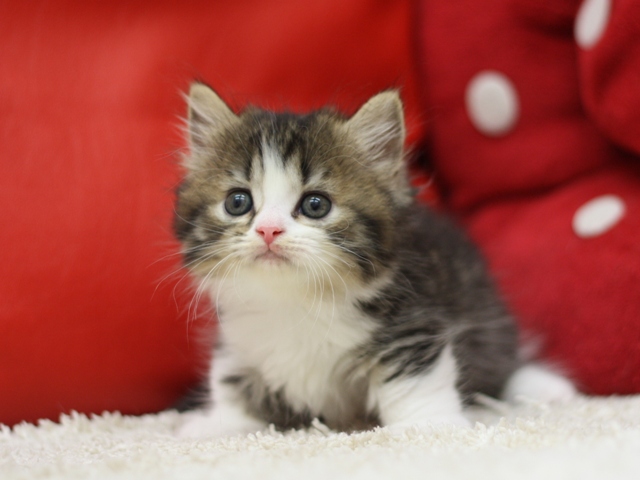 マンチカンの子猫画像