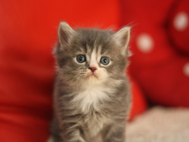 マンチカンの子猫画像