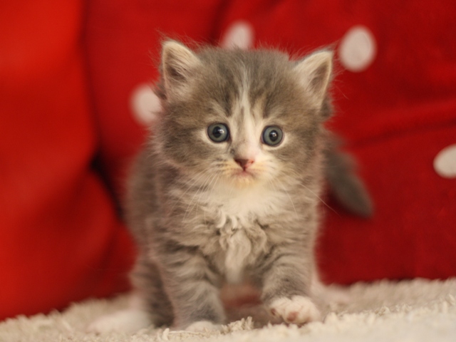 マンチカンの子猫画像