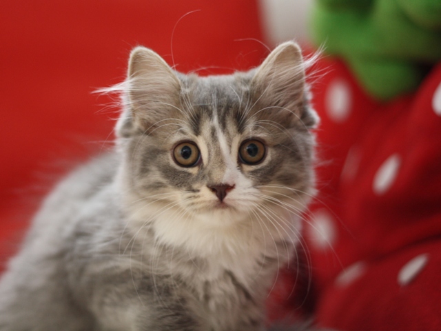 マンチカンの子猫画像