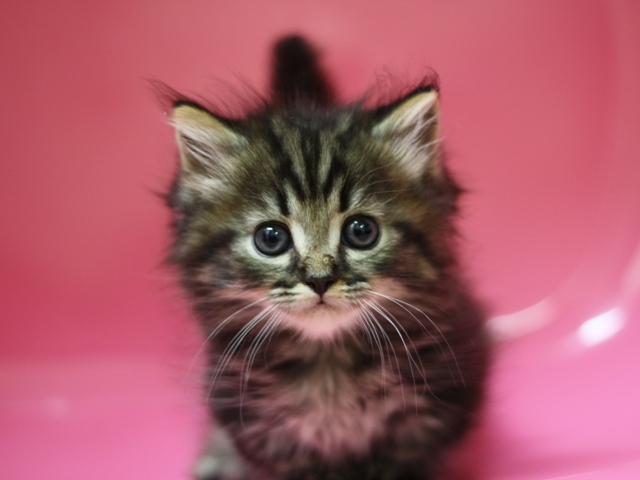 マンチカンの子猫画像