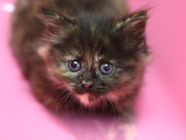 マンチカンの子猫画像