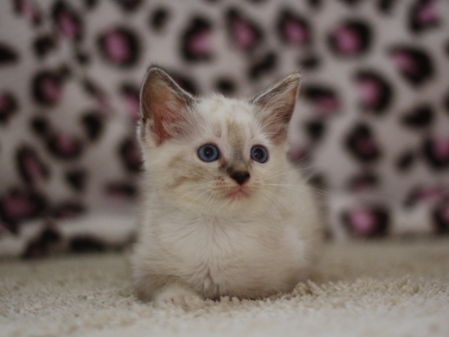 マンチカンの子猫画像