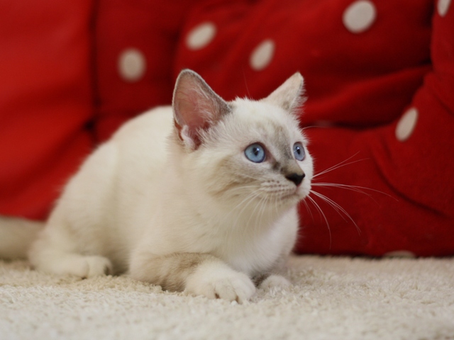 マンチカンの子猫画像