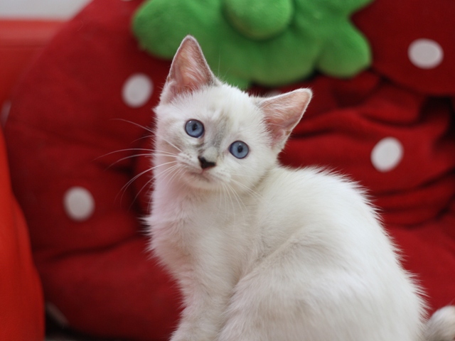 マンチカンの子猫画像