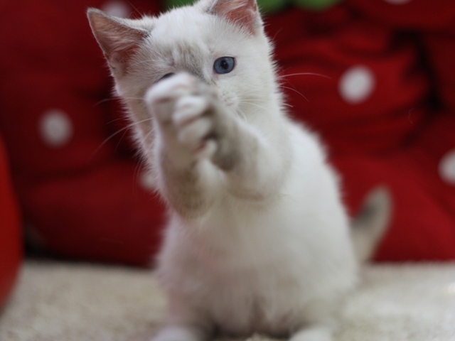 マンチカンの子猫画像