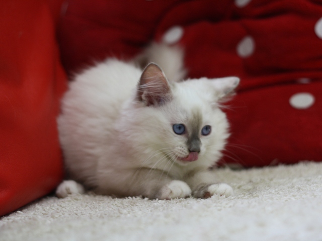 マンチカンの子猫画像